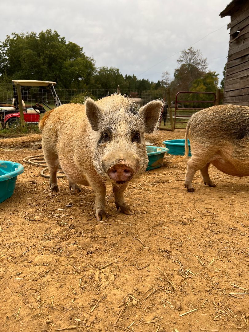 Enlarge The 4 pig brothers, a Adoptable Pot Bellied in Pittsboro, NC image 2/4