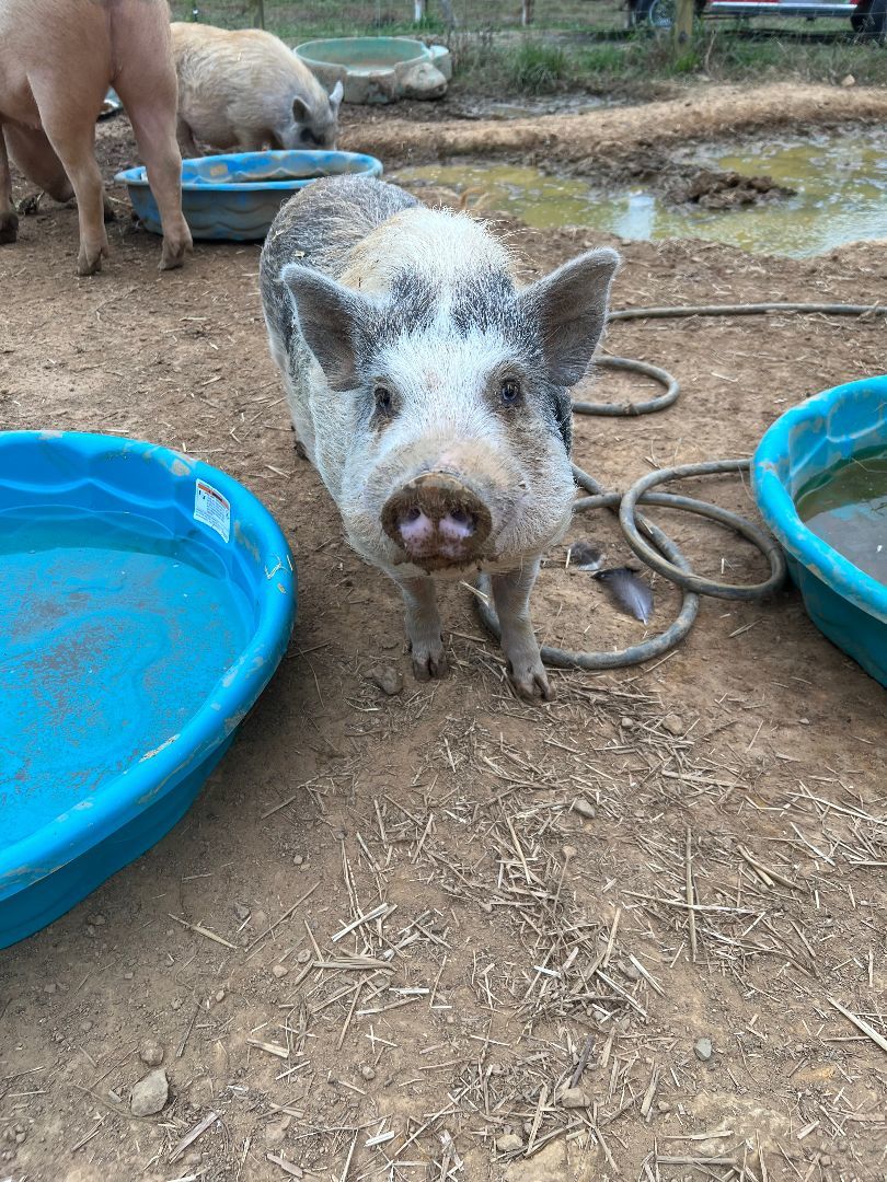 The 4 pig brothers photo 2