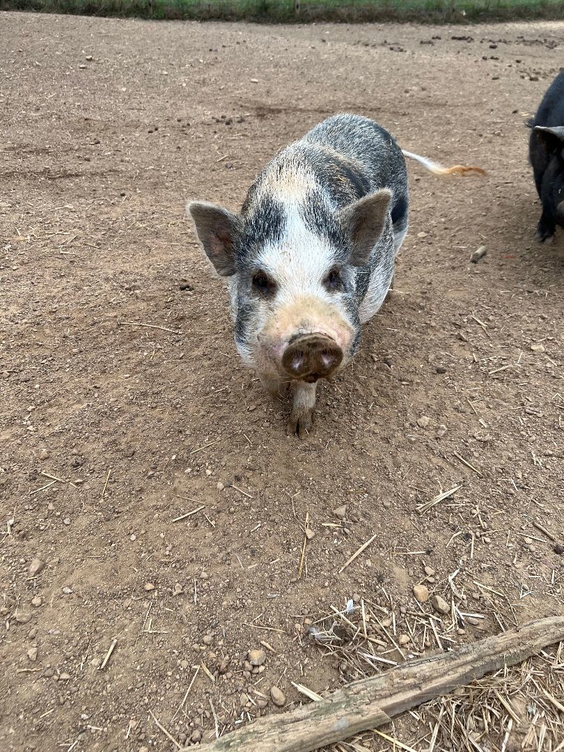 Enlarge The 4 pig brothers, a Adoptable Pot Bellied in Pittsboro, NC image 4/4