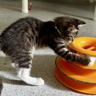 Jackson - Fun Kitten, a ADOPTABLE Tabby in Hoquiam, WA image 5/6