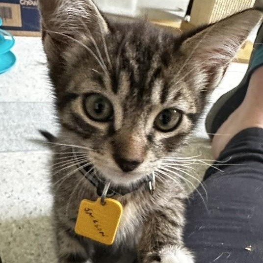 Jackson - Fun Kitten, a ADOPTABLE Tabby in Hoquiam, WA image 4/6
