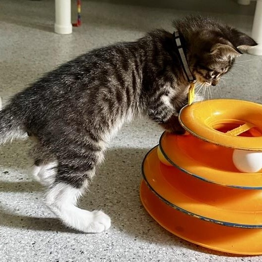 Jackson - Fun Kitten, a ADOPTABLE Tabby in Hoquiam, WA image 6/6