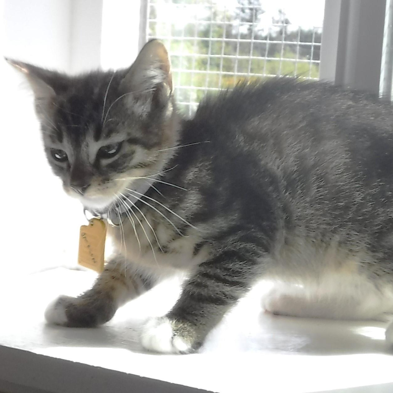 Jackson - Fun Kitten, a ADOPTABLE Tabby in Hoquiam, WA image 2/6