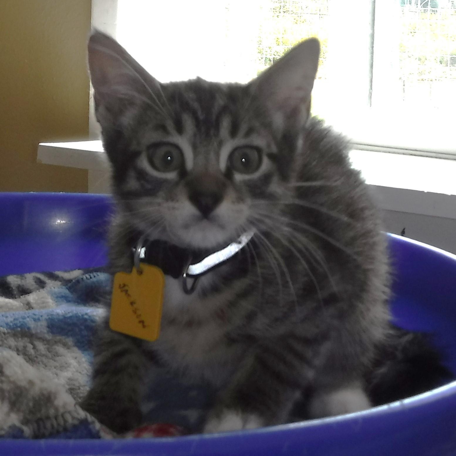 Jackson - Fun Kitten, ADOPTABLE, Kitten Male Tabby.