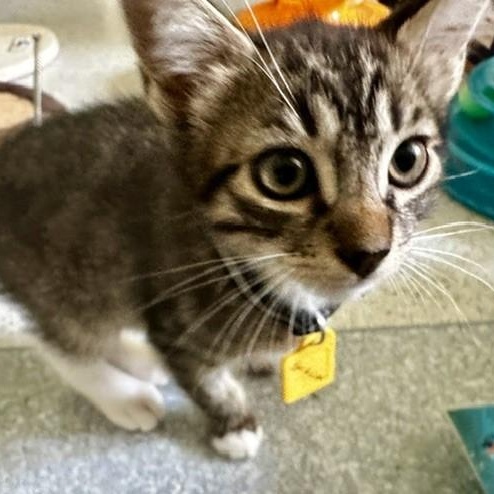 Jackson - Fun Kitten, a ADOPTABLE Tabby in Hoquiam, WA image 3/6