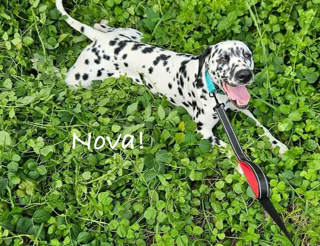 Enlarge Nova, a Adoptable Dalmatian in North Miami Beach, FL image 2/3