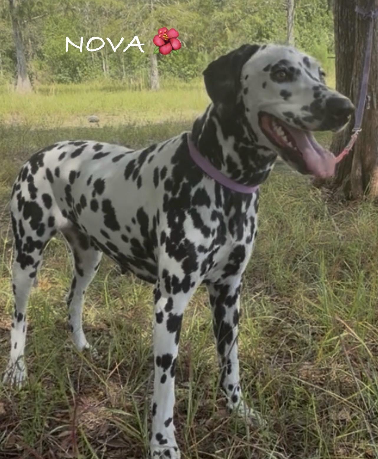 Enlarge Nova, a Adoptable Dalmatian in North Miami Beach, FL image 3/3