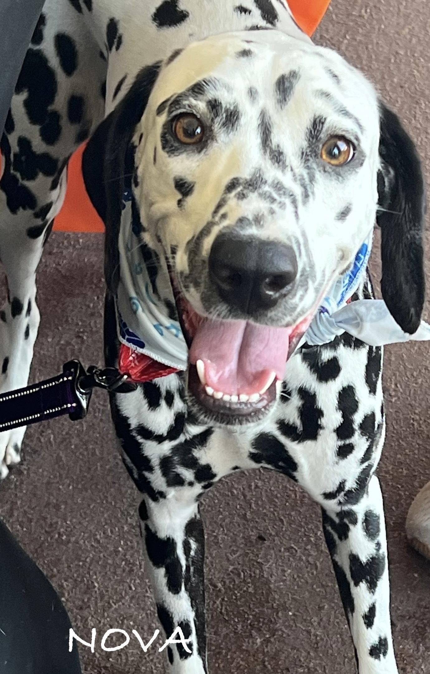 Nova, Adoptable, Young Female Dalmatian.