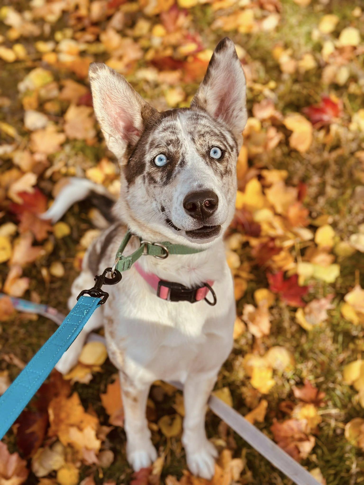 Charlotte, Adoptable, Adult Female Husky & Catahoula Leopard Dog.