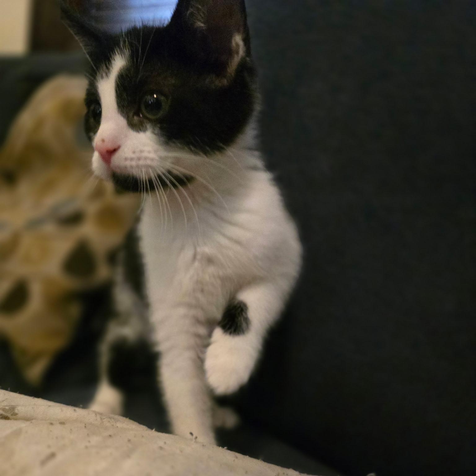 Enlarge Kami, a Adopted Domestic Short Hair in Allentown, PA image 1/1