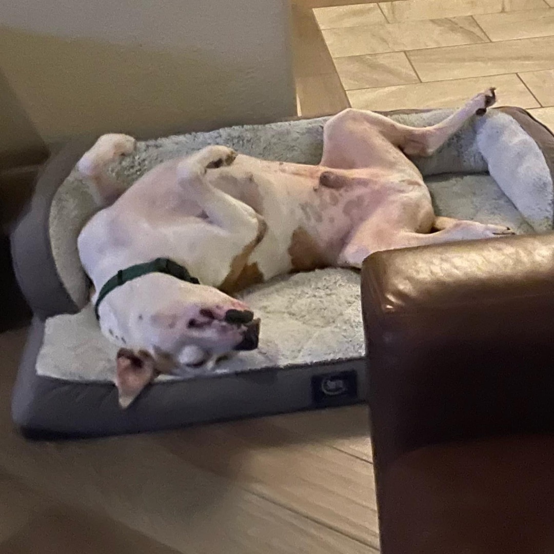 Petey aka "Sweetie Petey" — thumbnail 5