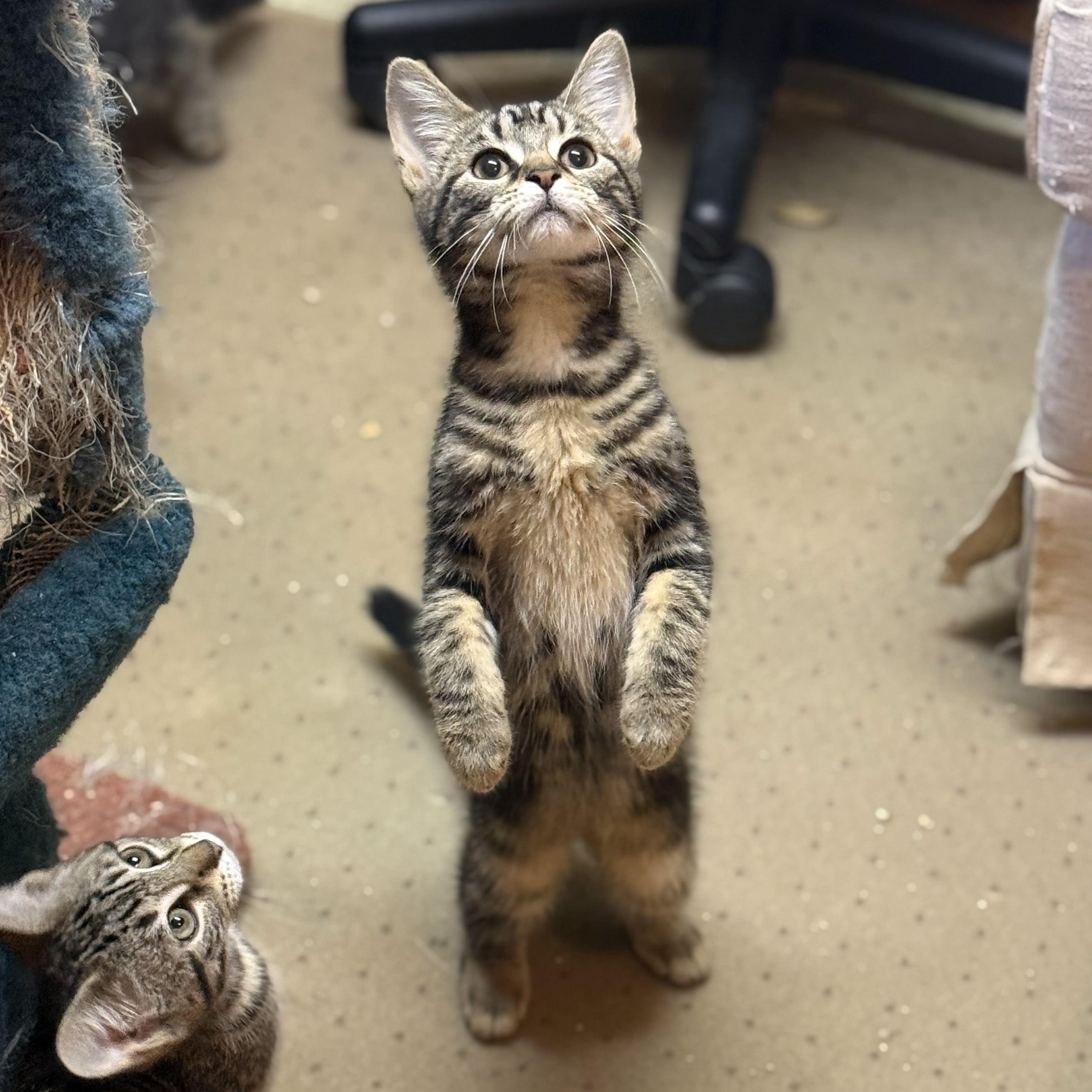 Enlarge Vesper (bonded to Gibson), a Adoptable Domestic Short Hair in East Brunswick, NJ image 2/3