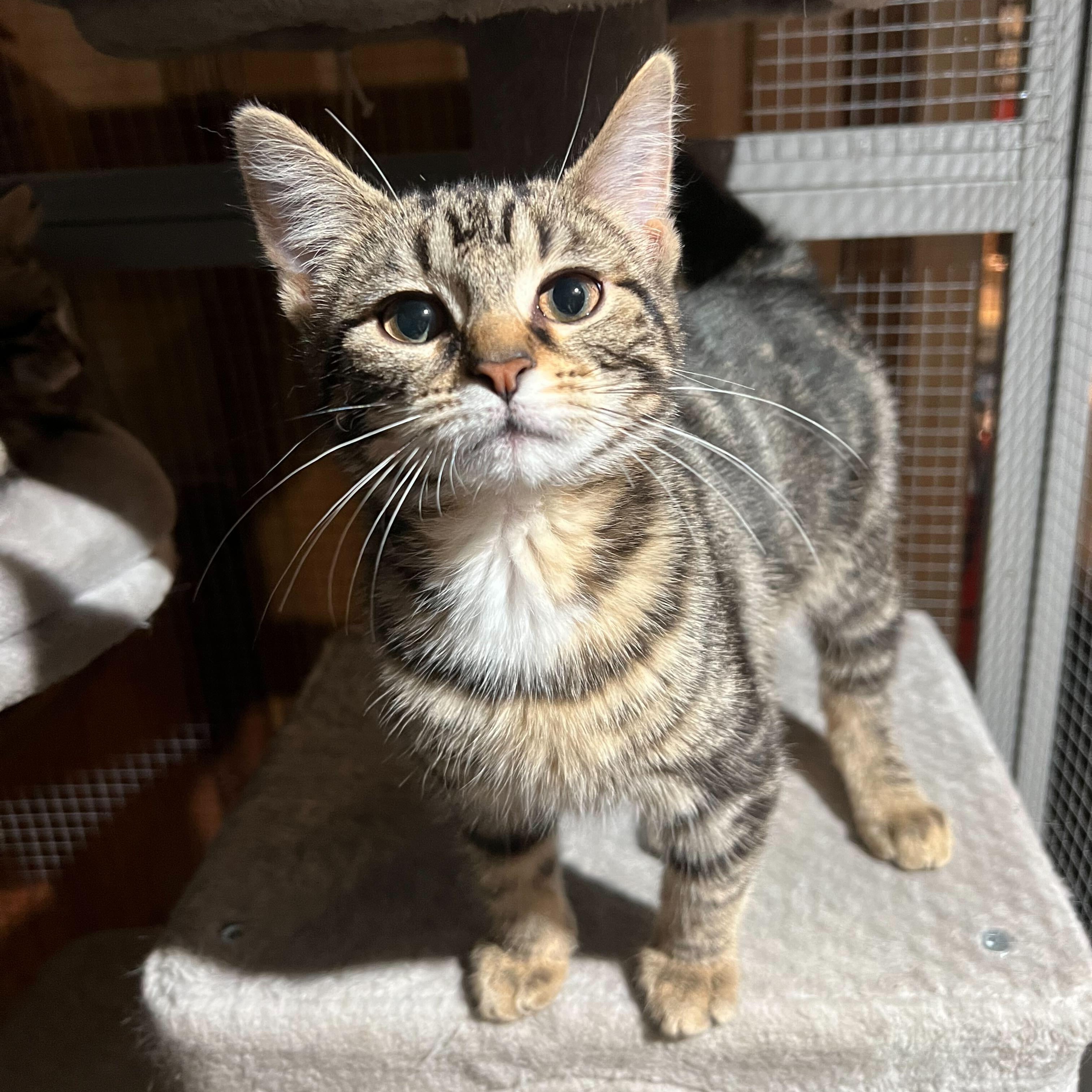 Vesper (bonded to Gibson), Adoptable, Kitten Male Domestic Short Hair.