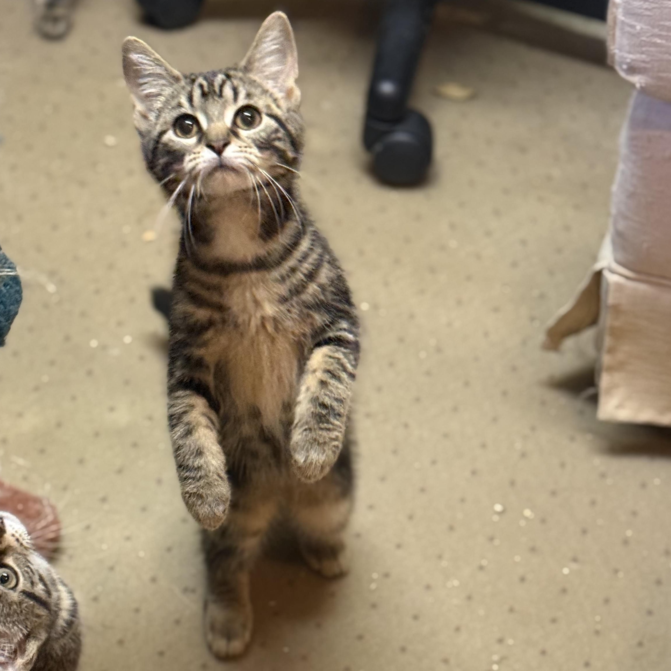 Enlarge Vesper (bonded to Gibson), a Adoptable Domestic Short Hair in East Brunswick, NJ image 3/3