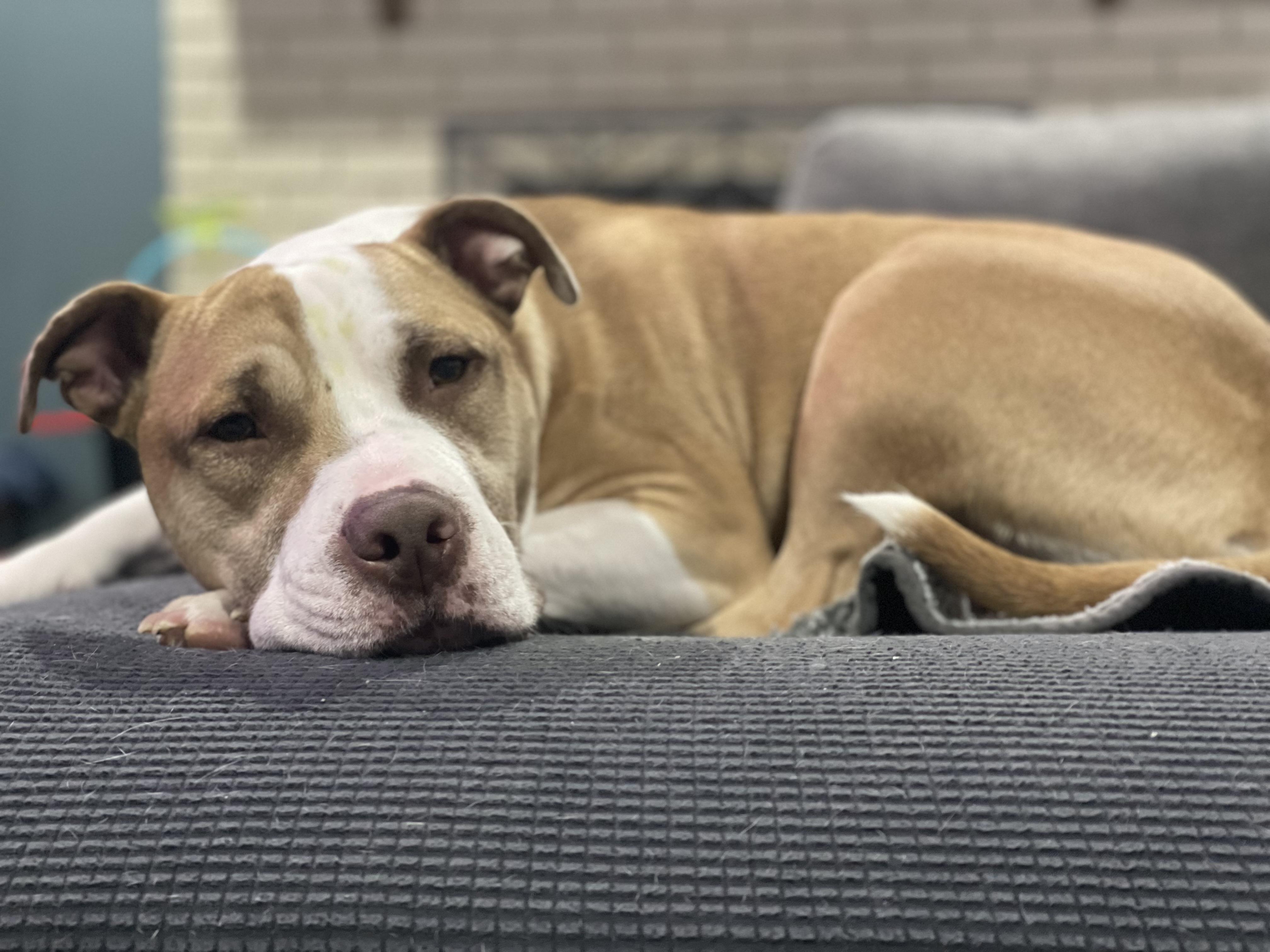 Zander-perfect gentleman, great with kids