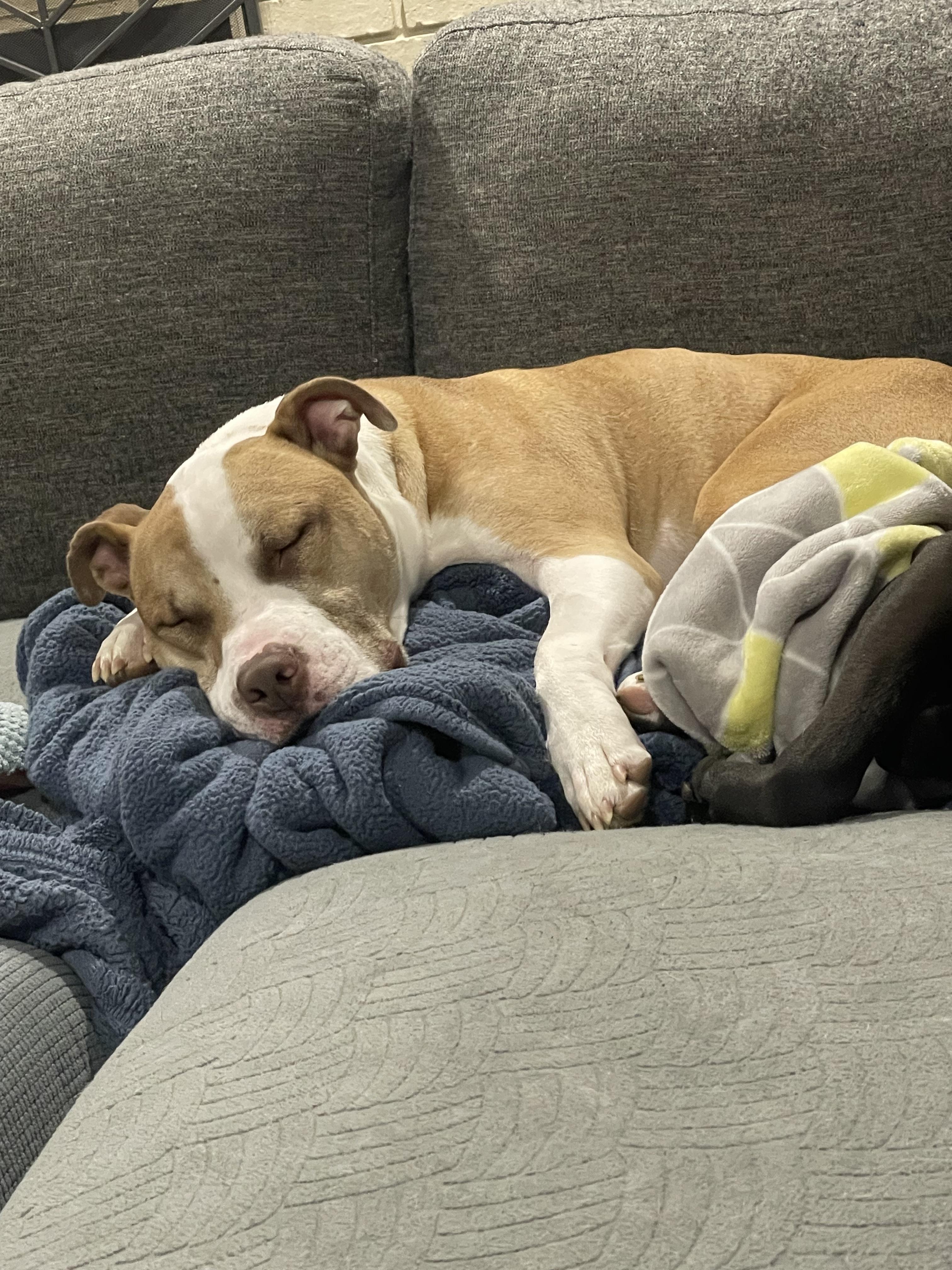 Zander-perfect gentleman, great with kids