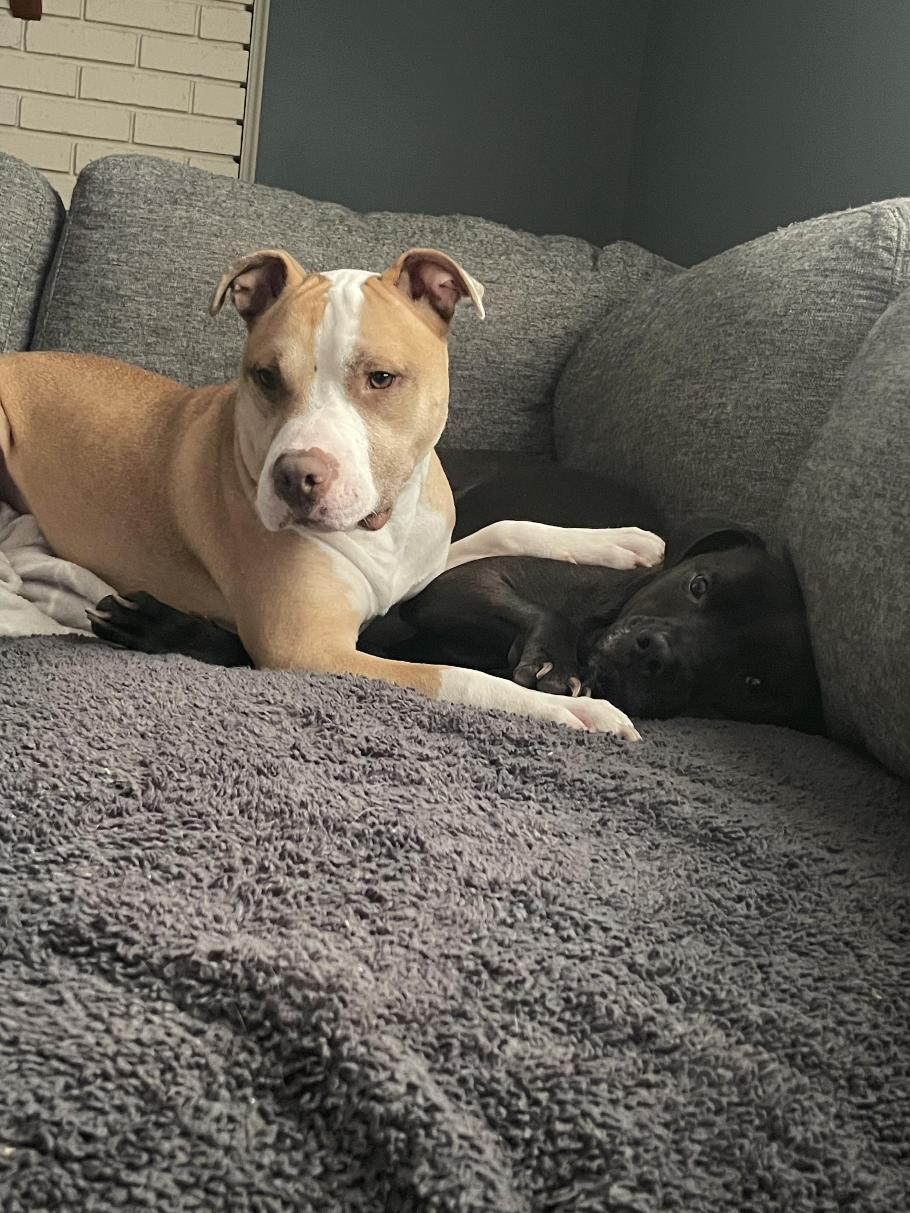 Zander-perfect gentleman, great with kids