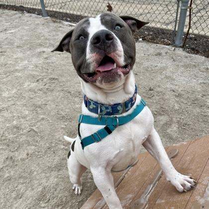 Vinny, Adoptable, Adult Male Pit Bull Terrier & Mixed Breed.