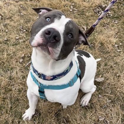 Enlarge Vinny, a Adoptable mixed breed in Wheaton, IL image 2/3