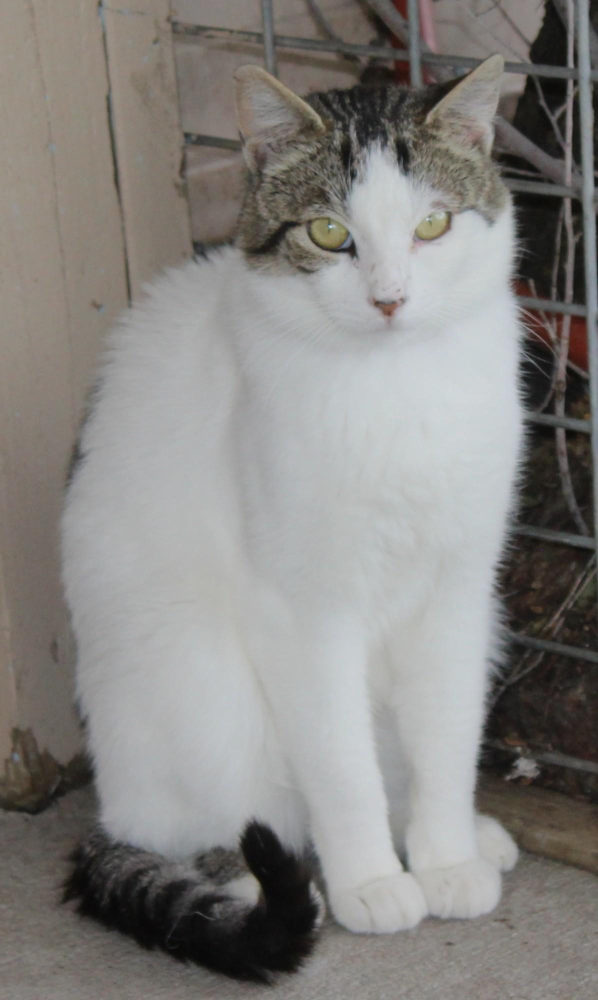 Dawson, Adoptable, Adult Male Domestic Short Hair.