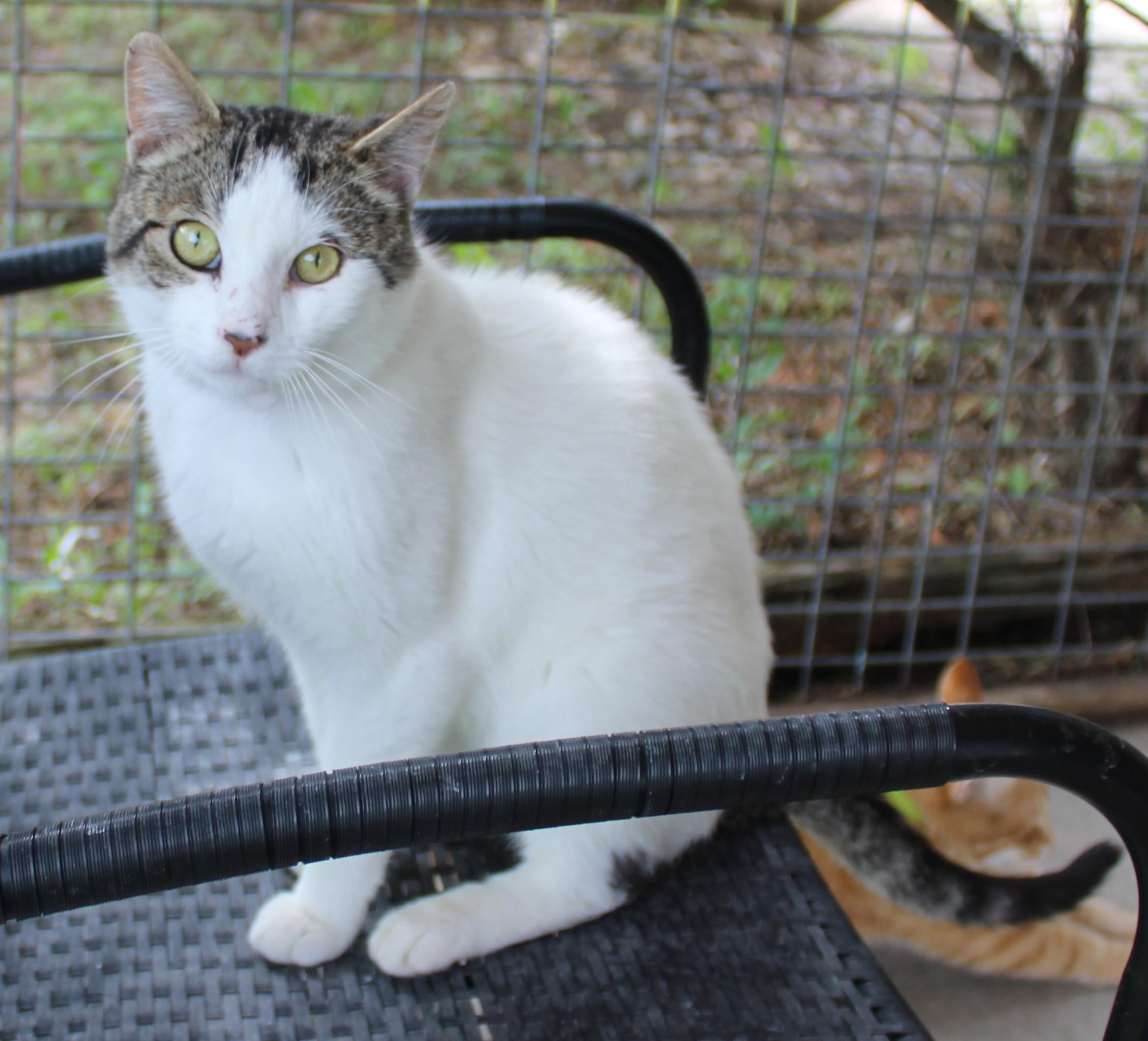 Enlarge Dawson, a Adoptable mixed breed in Huron, SD image 2/4