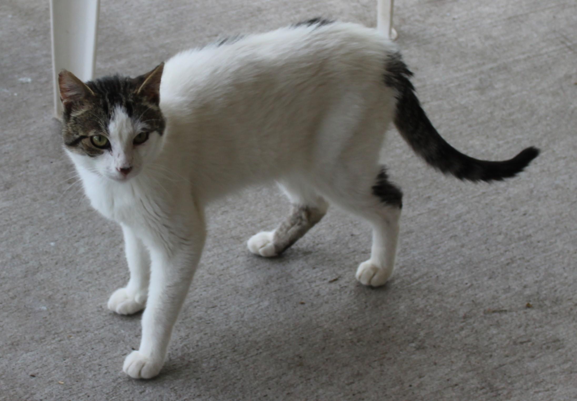 Enlarge Dawson, a Adoptable mixed breed in Huron, SD image 3/4