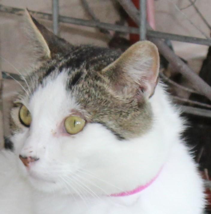 Enlarge Dawson, a Adoptable mixed breed in Huron, SD image 4/4