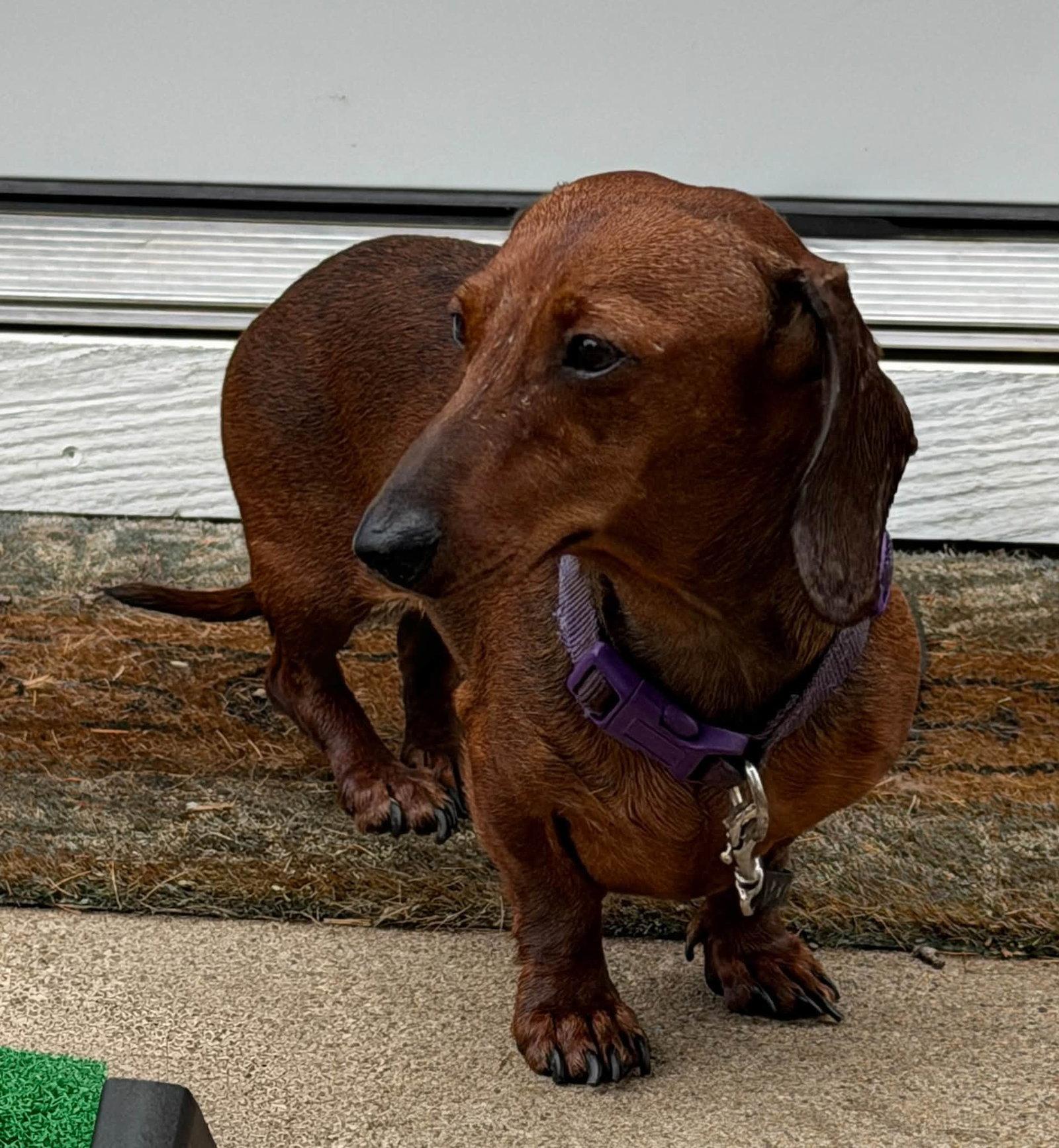 Hazel, Adoptable, Adult Female Dachshund.