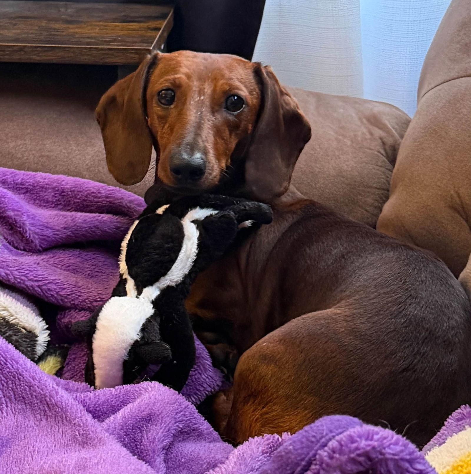 Enlarge Hazel, a Adoptable Dachshund in Sioux Falls, SD image 2/3