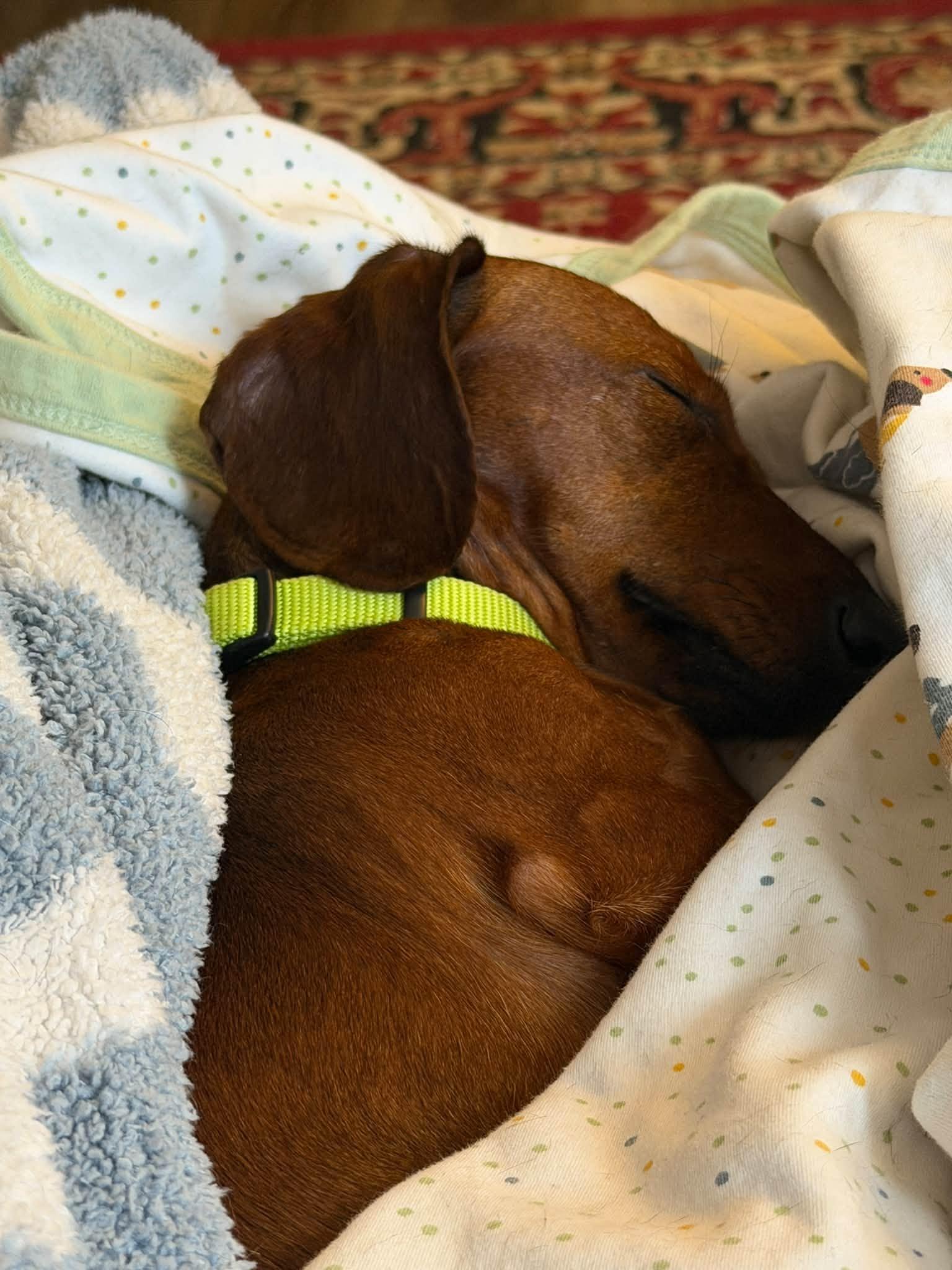Enlarge Hazel, a Adoptable Dachshund in Sioux Falls, SD image 3/3
