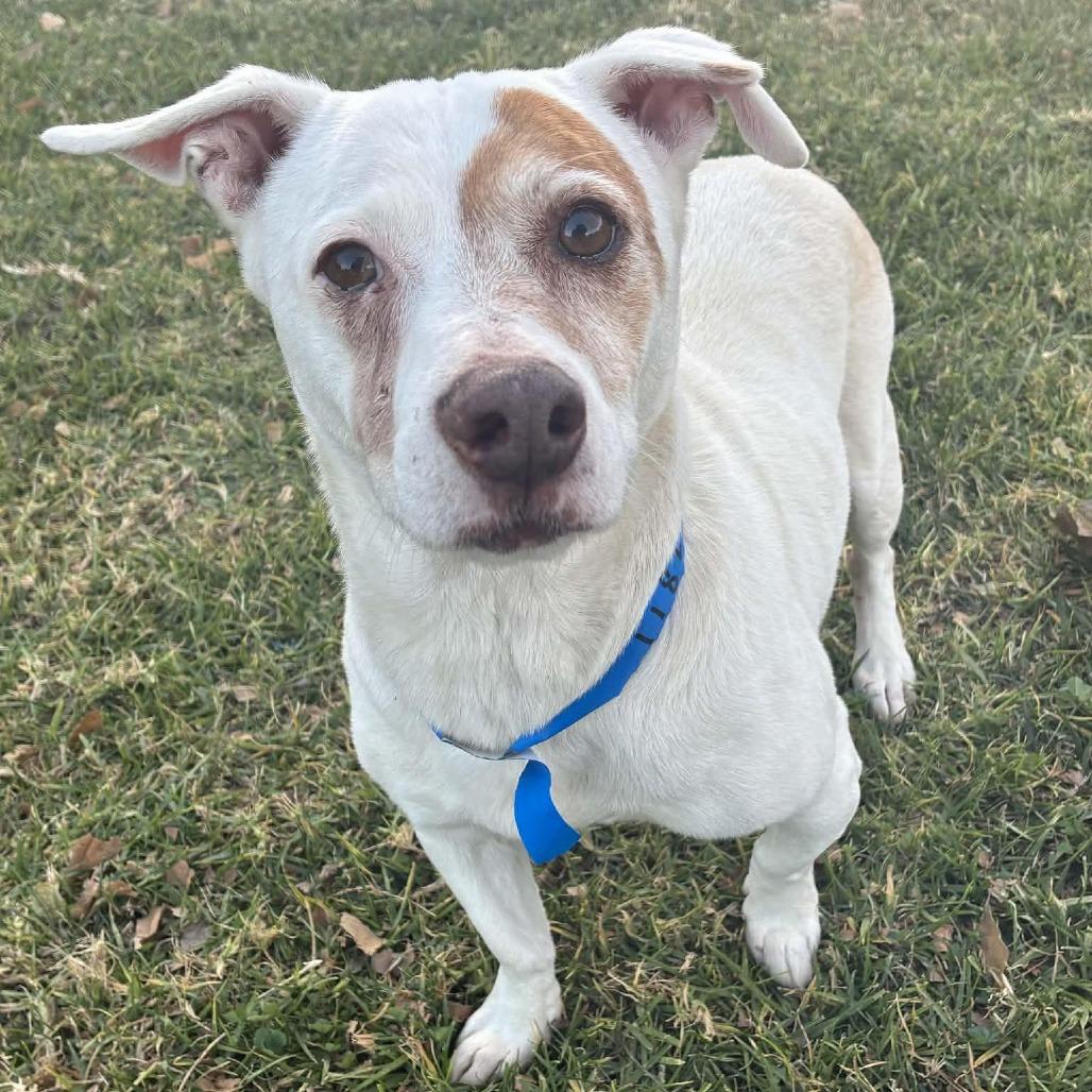 Pirata — thumbnail 2