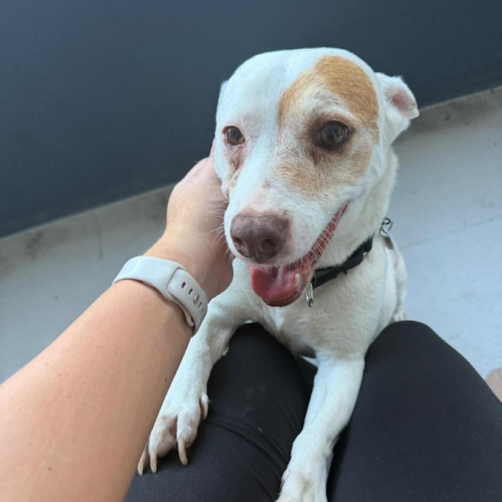 Pirata — thumbnail 3