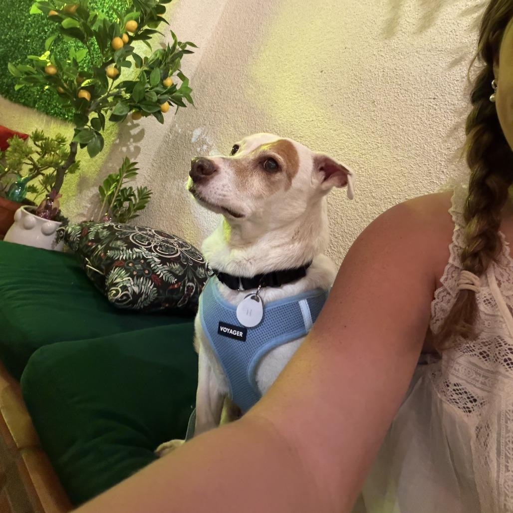 Pirata — thumbnail 5