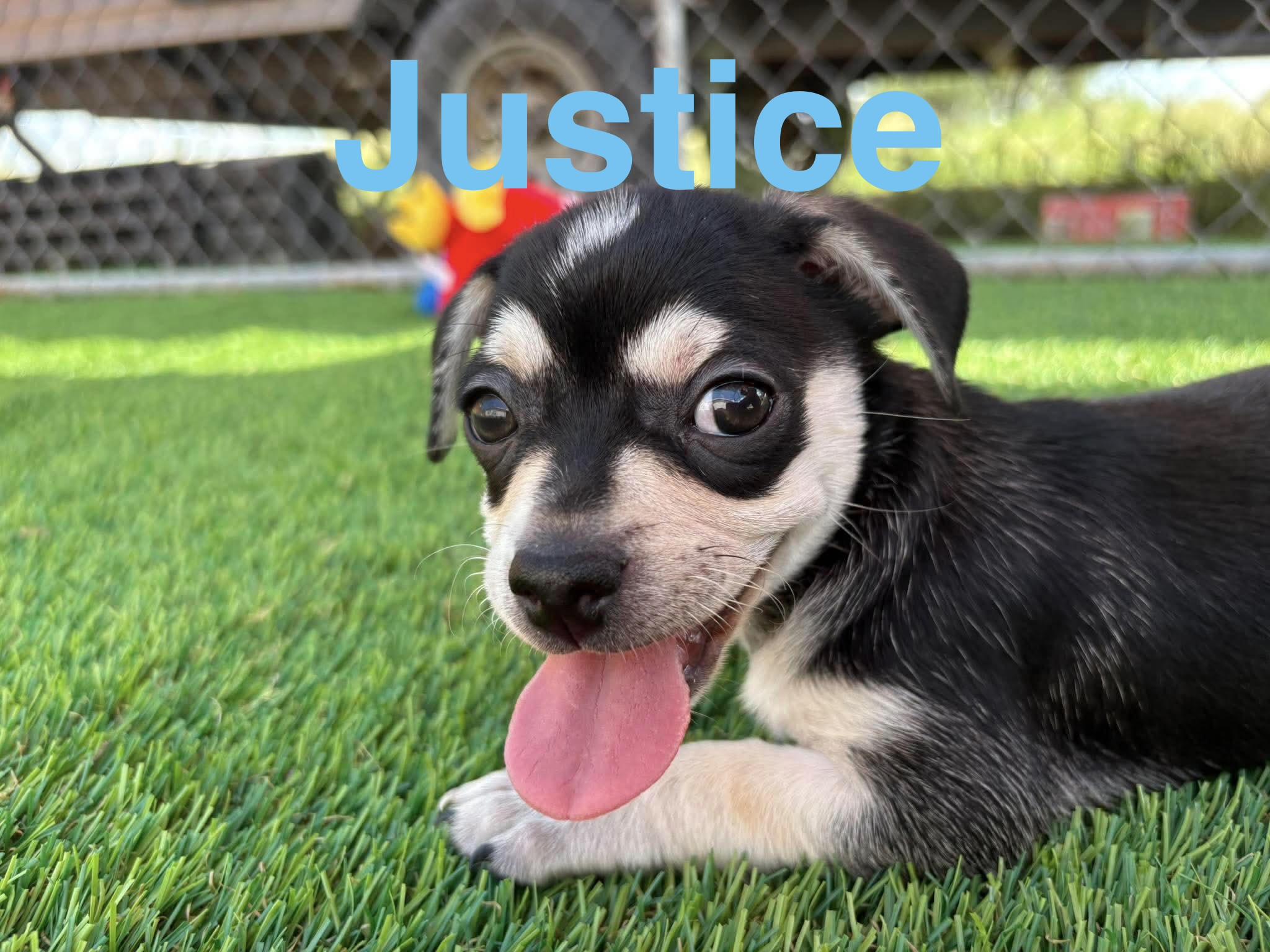 Enlarge Justice, a Adoptable Chug in Sierra Vista, AZ image 2/2
