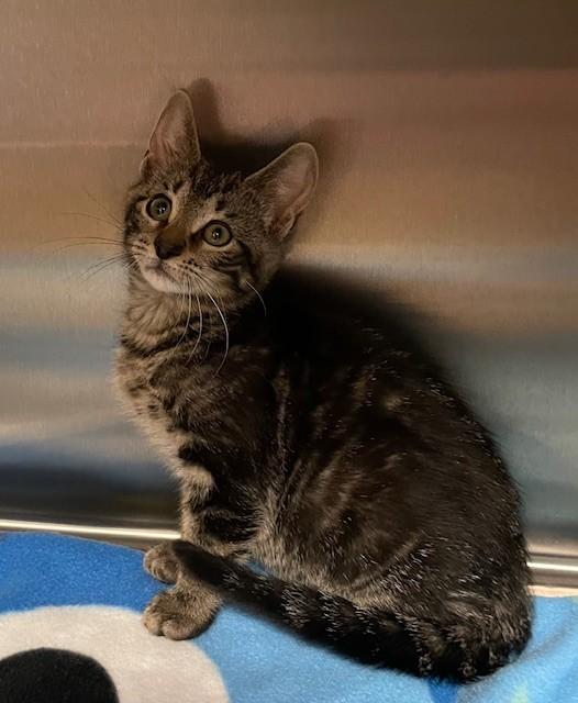 Enlarge Rip, a ADOPTABLE Domestic Short Hair in Prudenville, MI image 1/1