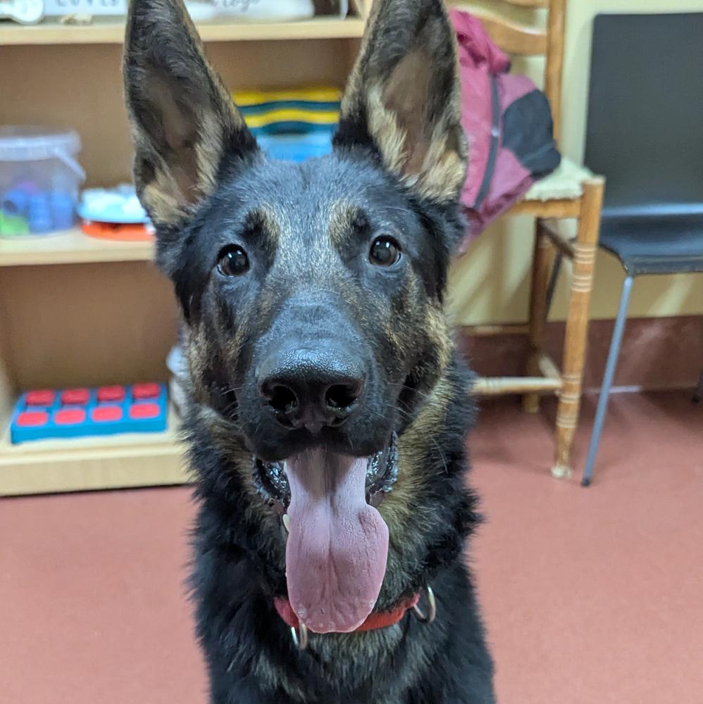 Filo, a Adoptable German Shepherd Dog in Accident, MD image 1/6