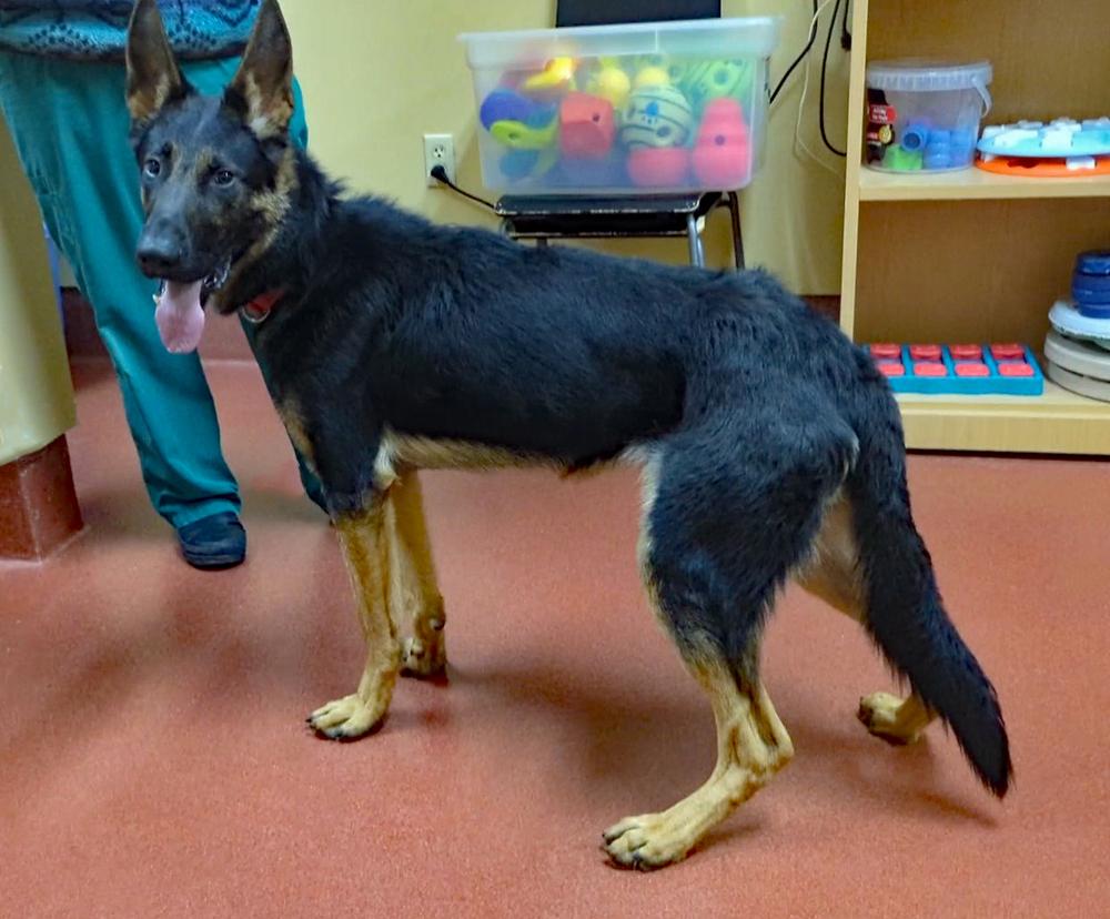 Filo, a Adoptable German Shepherd Dog in Accident, MD image 2/6