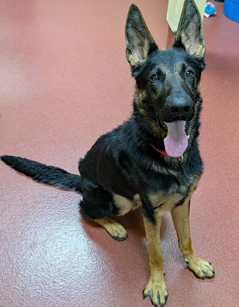 Filo, a Adoptable German Shepherd Dog in Accident, MD image 3/6