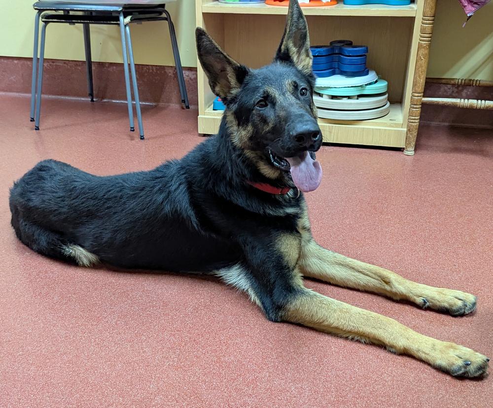 Filo, a Adoptable German Shepherd Dog in Accident, MD image 4/6