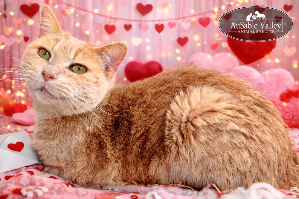 Sabrina, a ADOPTABLE Domestic Short Hair in Grayling, MI image 3/5