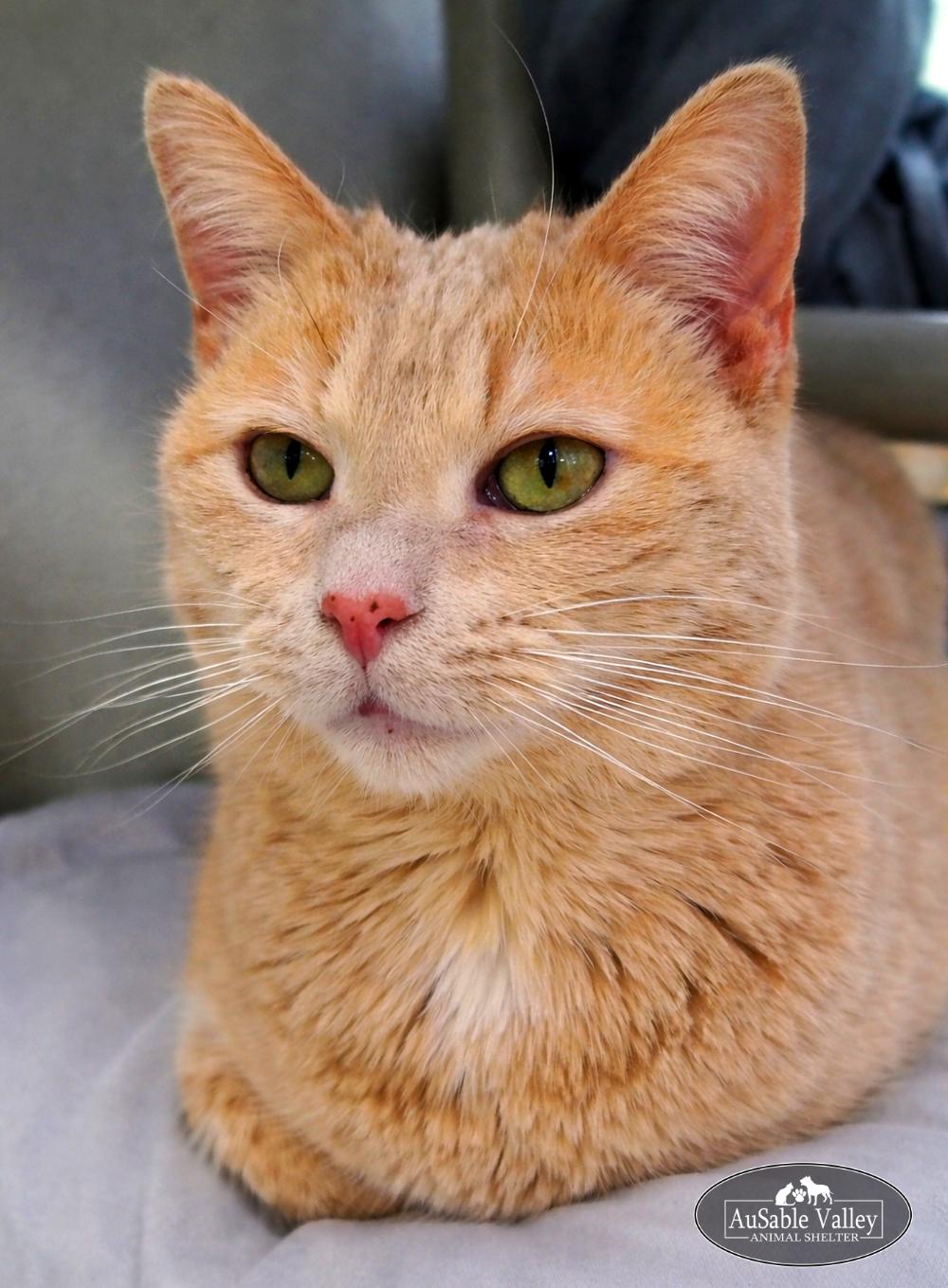 Sabrina, an adoptable Domestic Short Hair in Grayling, MI image 3/6