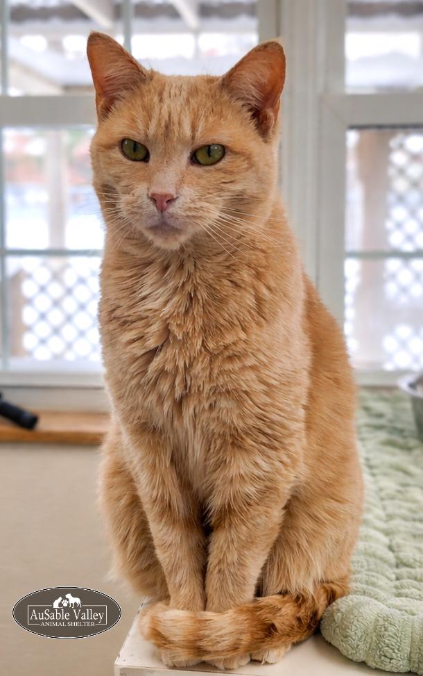 Sabrina, an adoptable Domestic Short Hair in Grayling, MI image 6/6