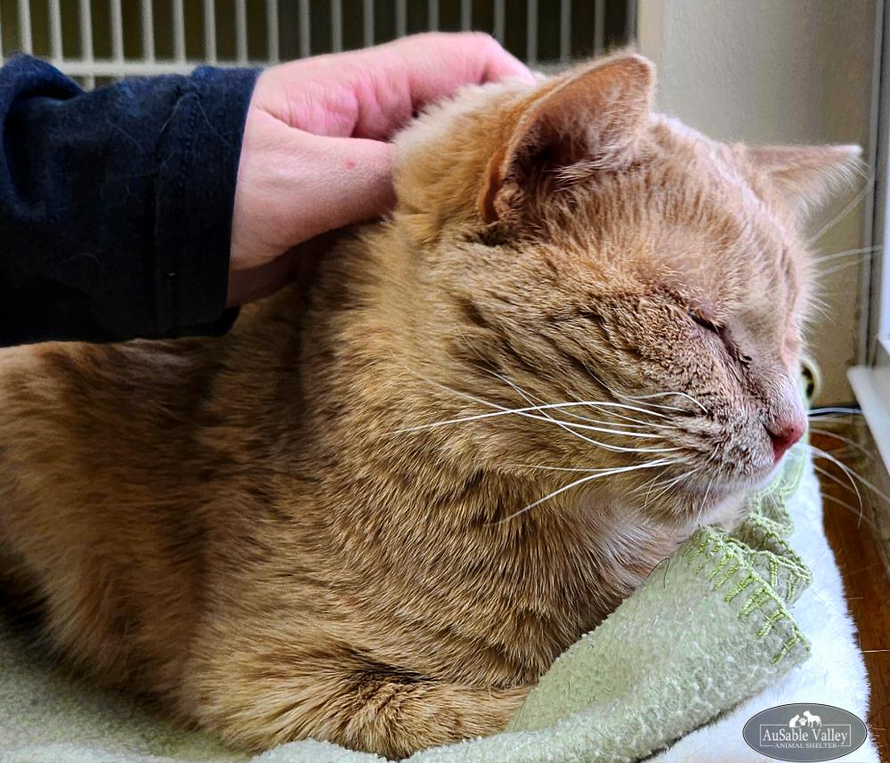 Sabrina, a ADOPTABLE Domestic Short Hair in Grayling, MI image 4/5