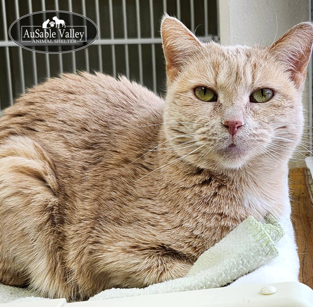 Enlarge Sabrina, a ADOPTABLE Domestic Short Hair in Grayling, MI image 1/1