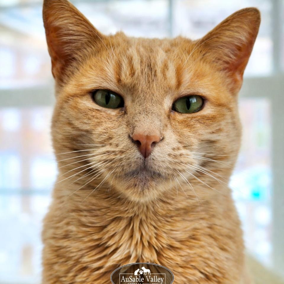 Sabrina, ADOPTABLE, Adult Female Domestic Short Hair.