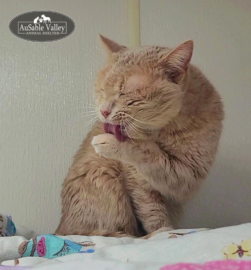 Sabrina, a ADOPTABLE Domestic Short Hair in Grayling, MI image 5/5