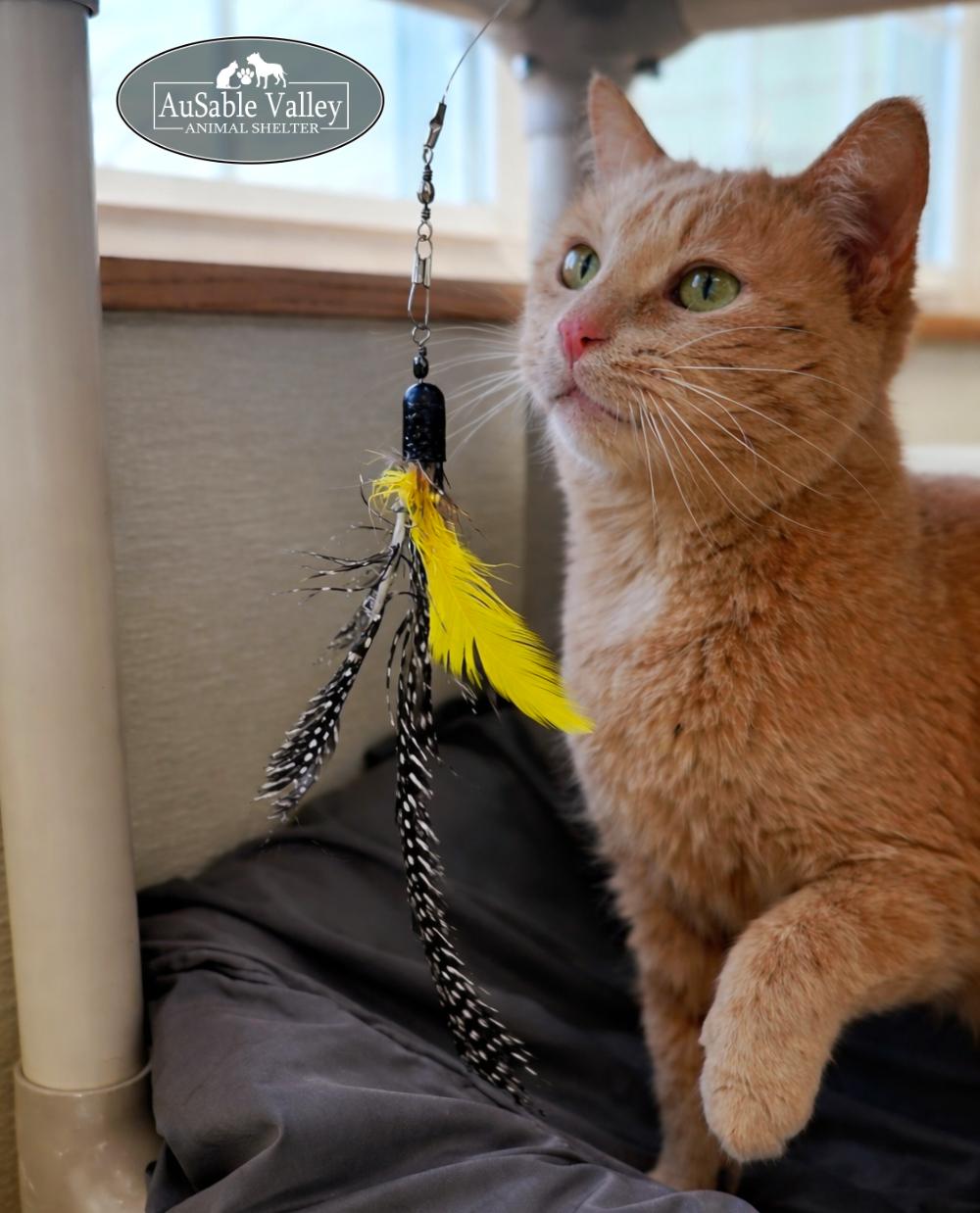 Sabrina, an adoptable Domestic Short Hair in Grayling, MI image 4/6