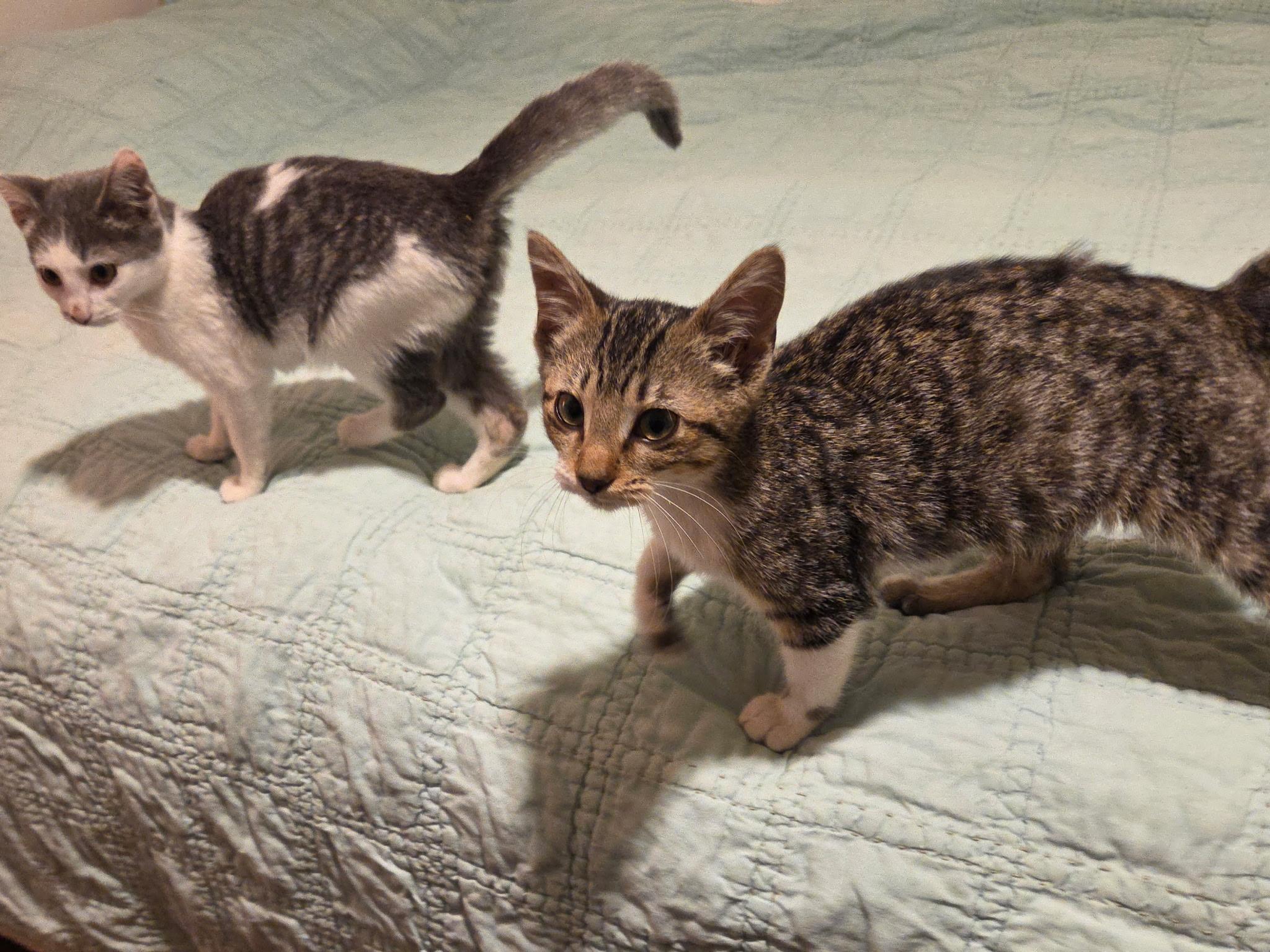Enlarge Chloe, a ADOPTABLE Domestic Short Hair in Bloomsdale, MO image 2/2