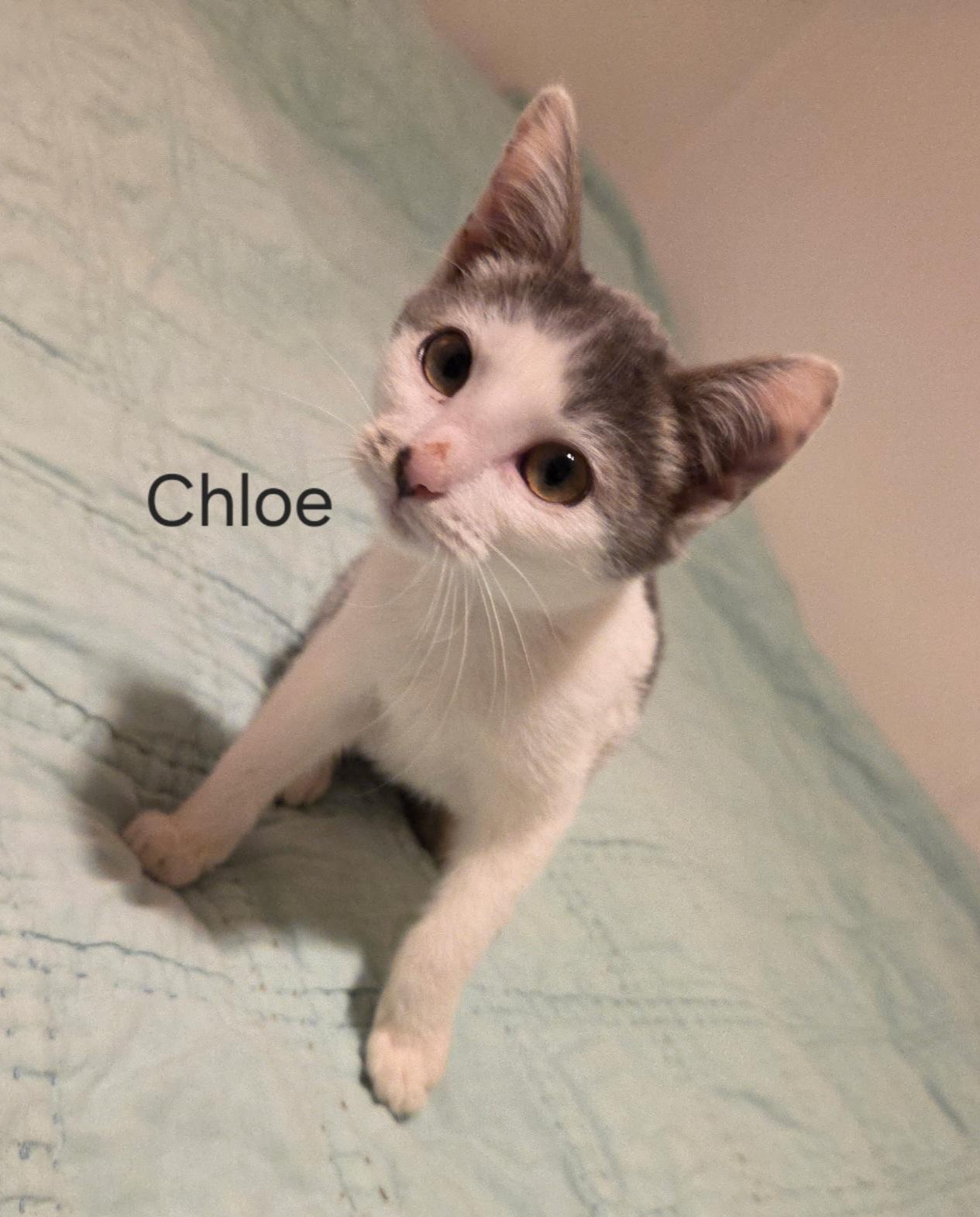 Chloe, ADOPTABLE, Kitten Female Domestic Short Hair.