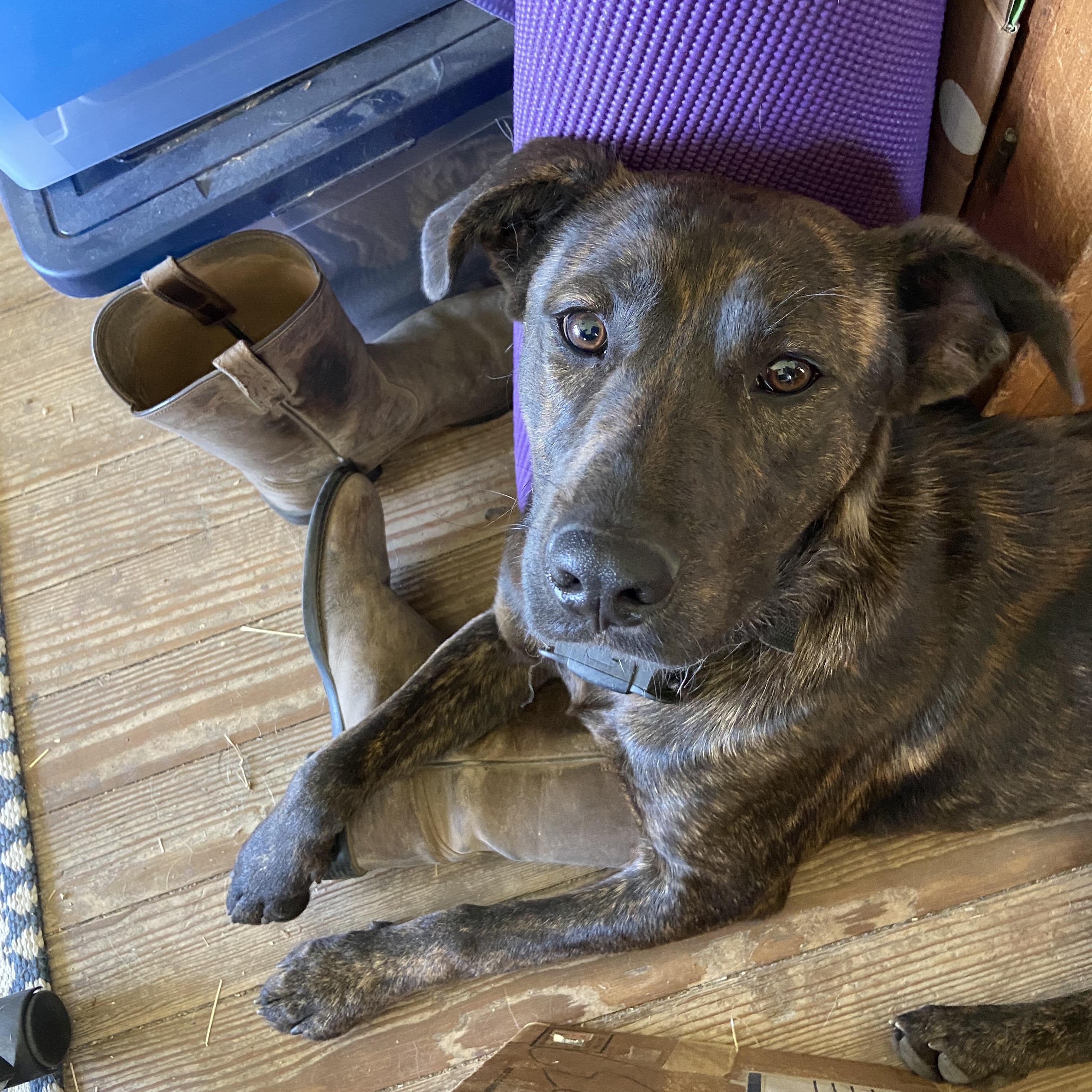 Enlarge Remi, a Adoptable mixed breed in Johnson City, TX image 1/3